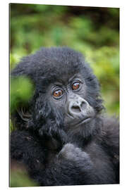 Gallery print Portrait of a baby mountain gorilla