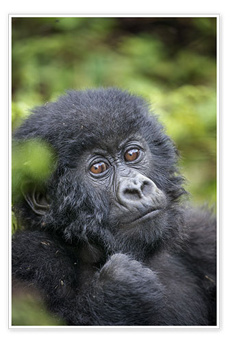 Poster Portrait of a baby mountain gorilla