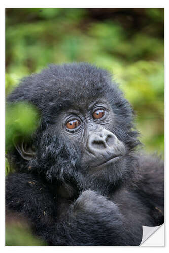 Naklejka na ścianę Portrait of a baby mountain gorilla