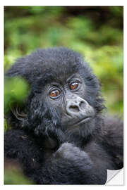 Selvklebende plakat Portrait of a baby mountain gorilla