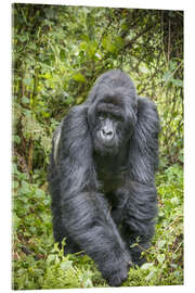 Cuadro de metacrilato  Gorila de montaña espalda plateada - Paul Souders