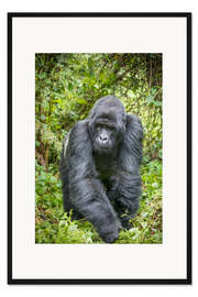 Gerahmter Kunstdruck Berggorilla Silberrücken