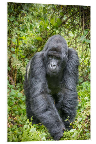 Gallery print Mountain gorilla silverback