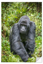 Naklejka na ścianę Mountain gorilla silverback