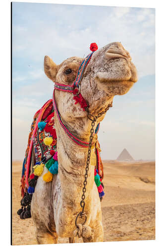 Cuadro de aluminio Camello cerca de las grandes pirámides de Giza