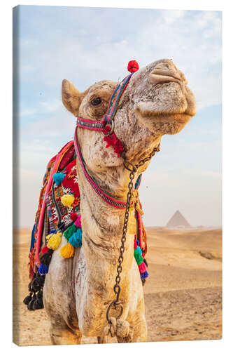 Canvas-taulu Camel near the great Giza pyramids