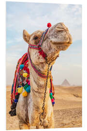 Obraz na PCV Camel near the great Giza pyramids