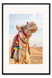 Gerahmter Kunstdruck Kamel in der Nähe der großen Gizeh-Pyramiden