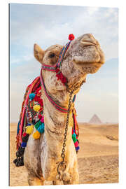 Galleritryk Camel near the great Giza pyramids