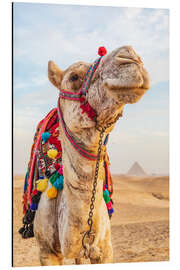 Magnettafel Kamel in der Nähe der großen Gizeh-Pyramiden