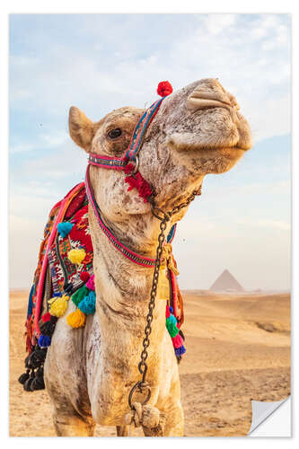 Självhäftande poster Camel near the great Giza pyramids