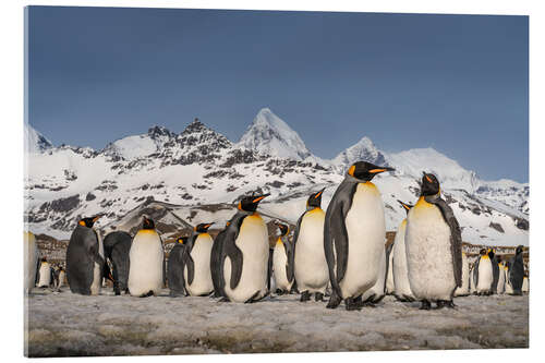 Acrylic print Mountain and King Penguin Colony