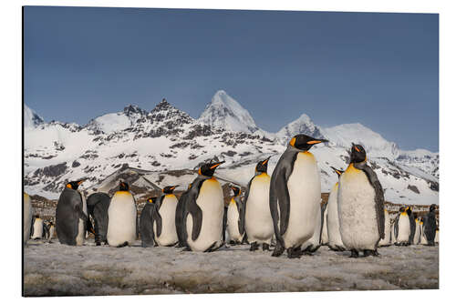 Cuadro de aluminio Colonia de pingüinos de montaña y rey