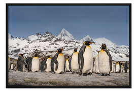 Gerahmter Kunstdruck Berg und Königspinguin-Kolonie