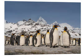 Foam board print Mountain and King Penguin Colony