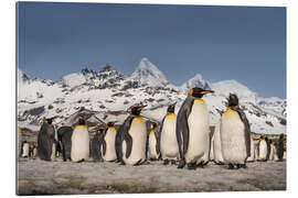 Gallery print Mountain and King Penguin Colony