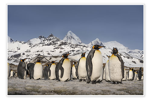 Poster Mountain and King Penguin Colony