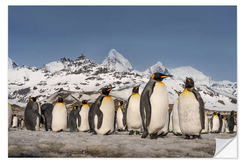 Wall sticker Mountain and King Penguin Colony