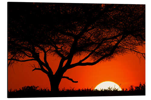 Tableau en aluminium Silhouette d'arbre au coucher du soleil