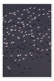 Poster Flock of Lesser Flamingos
