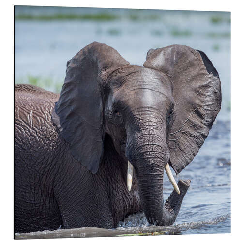 Aluminium print Elephant in the water