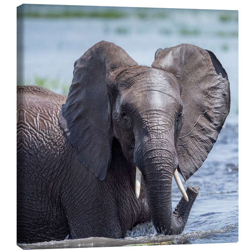 Leinwandbild Elefant im Wasser