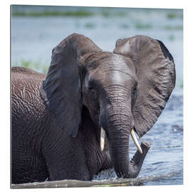 Gallery print Elephant in the water