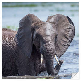 Sisustustarra Elephant in the water