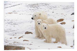 Foam board print Polar bear mother and two cubs