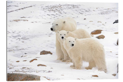 Gallery print Polar bear mother and two cubs