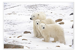 Poster Polar bear mother and two cubs