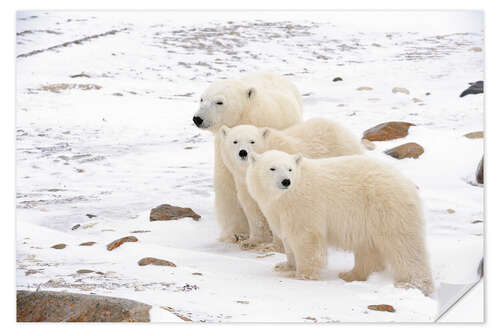 Vinilo para la pared Madre oso polar y dos cachorros.