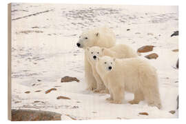 Wood print Polar bear mother and two cubs