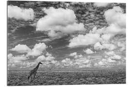 Gallery print Masai giraffe on open plains