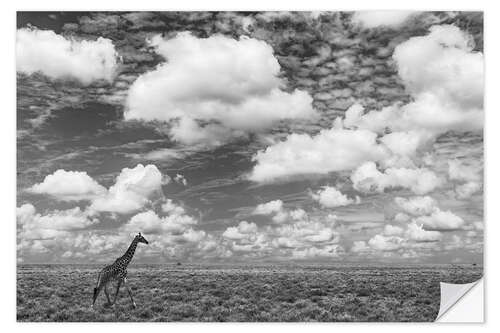 Wall sticker Masai giraffe on open plains