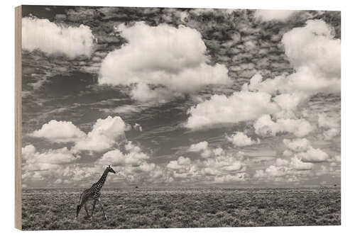 Trebilde Masai giraffe on open plains