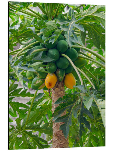 Aluminium print Papaya