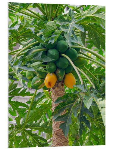 Galleritryck Papaya