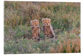 Acrylic print Baby cheetahs