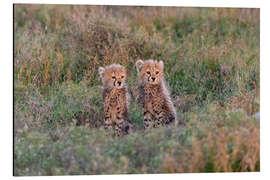 Aluminium print Baby cheetahs