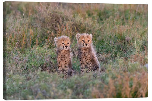 Canvas print Baby cheetahs