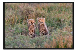 Gerahmter Kunstdruck Baby-Geparden