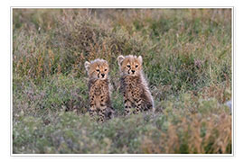 Poster Baby cheetahs