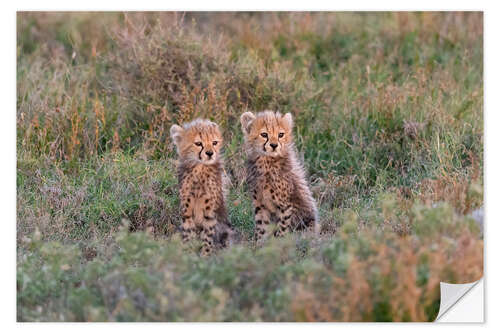 Selvklebende plakat Baby cheetahs