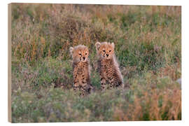 Hout print Baby cheetahs