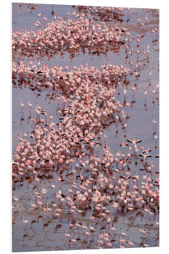 Print på skumplade Large flock of Lesser Flamingos