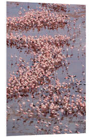 Foam board print Large flock of Lesser Flamingos