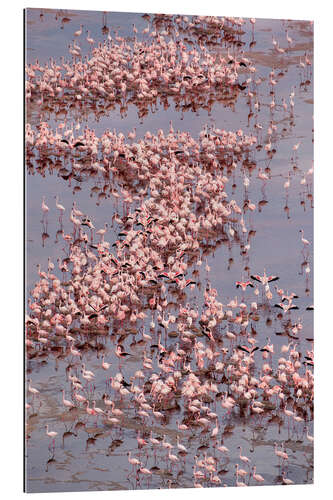 Gallery print Large flock of Lesser Flamingos