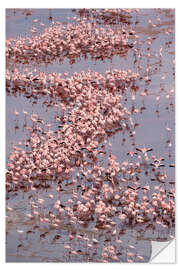 Selvklebende plakat Large flock of Lesser Flamingos