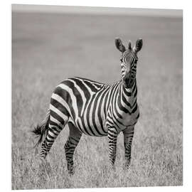 Foam board print Lonely zebra